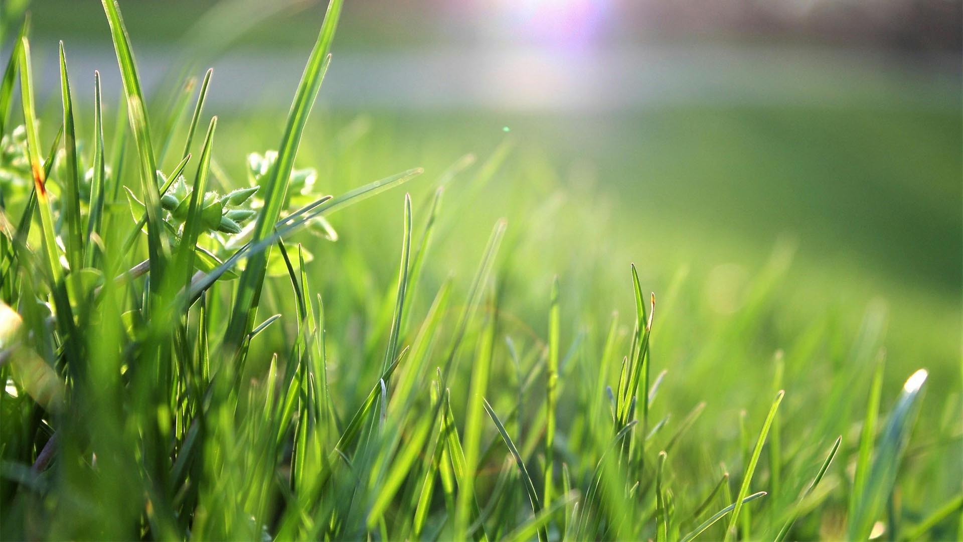 Lush Lawn Background Image