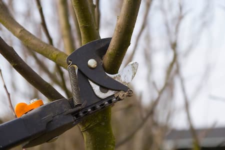 Tree Pruning